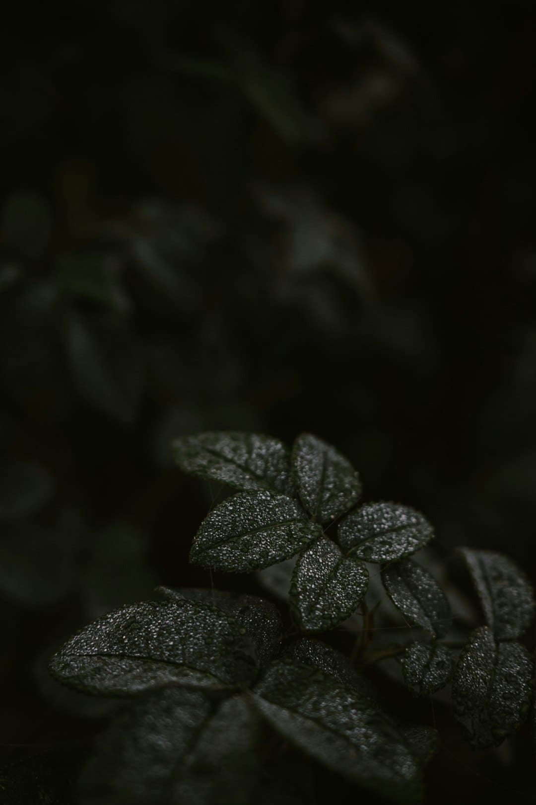 赖利娜：微短剧出海，版权维护应是标配